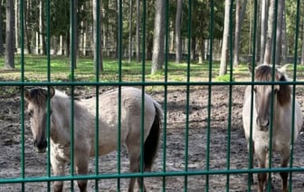 Тарпановидные лошади появились в вольерах Беловежской пущи