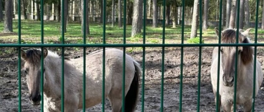 Тарпановидные лошади появились в вольерах Беловежской пущи