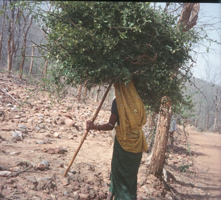 A woman carrying a bundle fodder on her head.