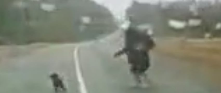 Женщина хотела забрать собаку с дороги и попала под авто — видео