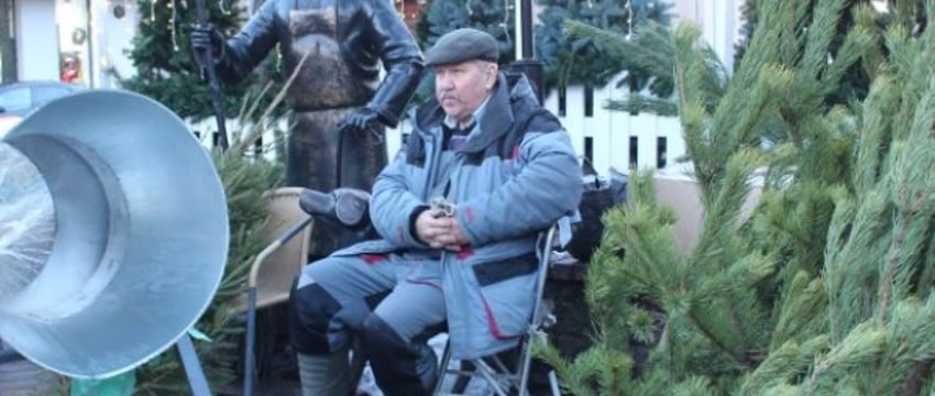 105 тысяч живых елей купили белорусы к Новому году