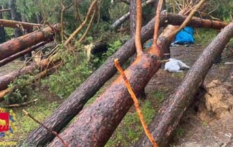Женщина погибла из-за упавшего дерева в Зельвенском районе
