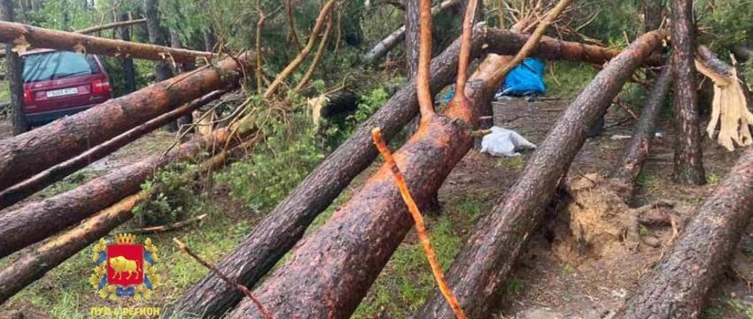 Женщина погибла из-за упавшего дерева в Зельвенском районе