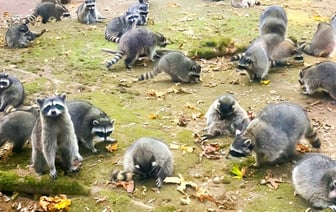 Американка бросила свой дом из-за сотни енотов, которые «её преследовали» — Видео