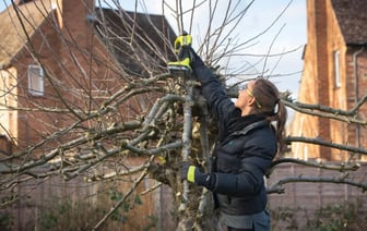 От этого зависит хороший урожай яблок, вишен и слив. Когда и как обрезать деревья весной? — Полезно