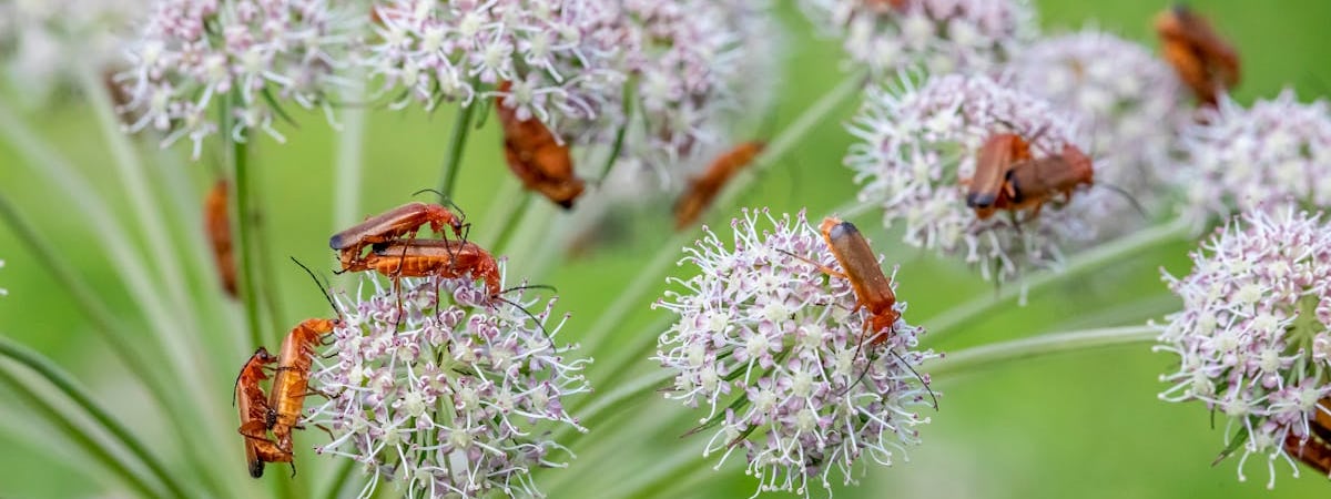 Владельцы "застрявших" в порту Клайпеды белорусских машин обратились за помощью к литовским службам