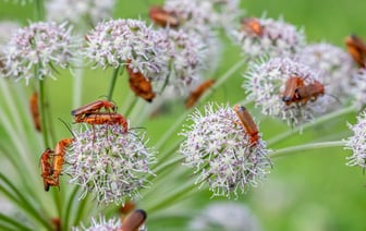 Владельцы "застрявших" в порту Клайпеды белорусских машин обратились за помощью к литовским службам