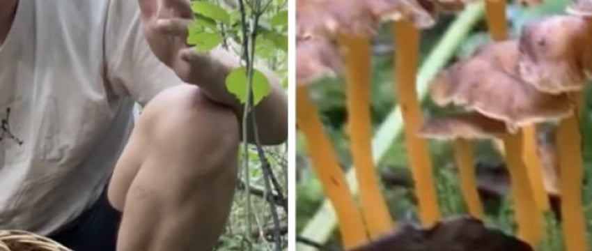 В Беларуси нашли новый съедобный вид лисичек. Говорят, по вкусу как кальмар