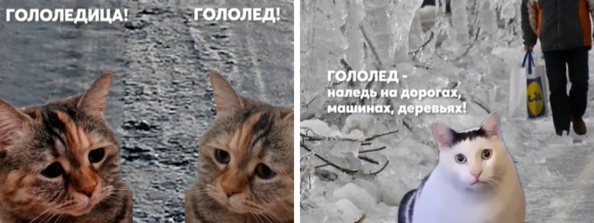 «Лучше, чем СМС» — МЧС Беларуси предупредило о гололедице с помощью мемных котиков и завоевало тысячи людей в TikTok — Видео