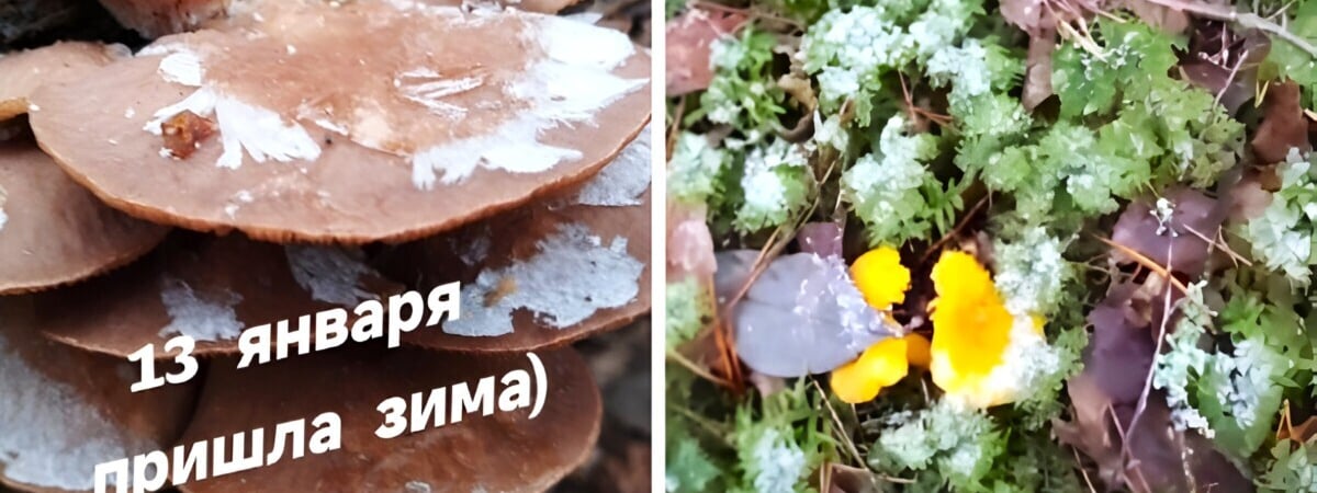 «Не верю и не обязан!» — Белорусы показали в TikTok январские лисички «на супчик» — Видео