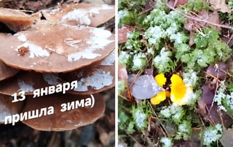 «Не верю и не обязан!» — Белорусы показали в TikTok январские лисички «на супчик» — Видео