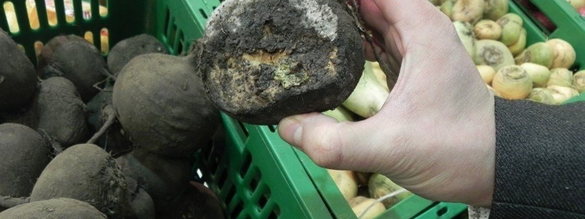 КГК предложил пожаловаться на некачественные овощи в магазинах. Но только в одной области Беларуси