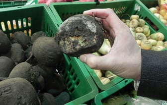 КГК предложил пожаловаться на некачественные овощи в магазинах. Но только в одной области Беларуси