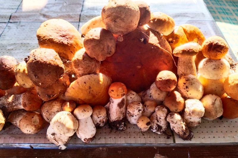 В лесах Беларуси небывалый урожай лисичек. Грибники делятся своими находками