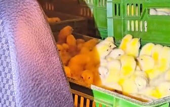 Хищение цыплят на птицефабрике в Беларуси