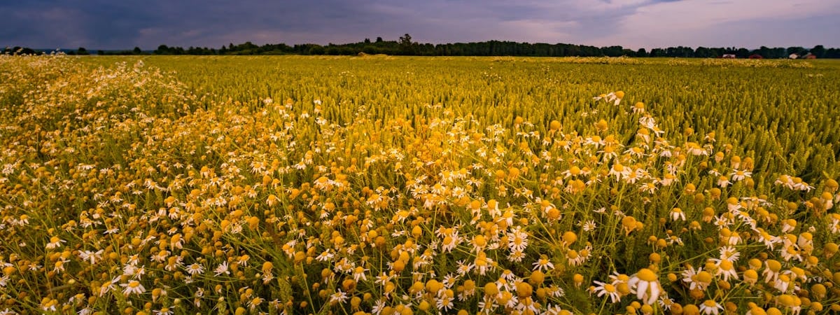 Учёные нашли связь между землетрясениями и появлением золотых самородков. Это как?