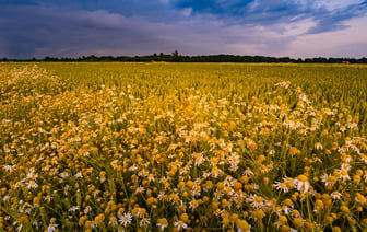 Учёные нашли связь между землетрясениями и появлением золотых самородков. Это как?