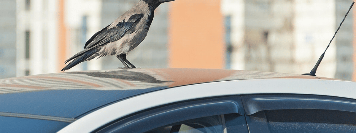 Человеческая зависть? В Гродно люди рассыпали на автомобиль хлебные крошки