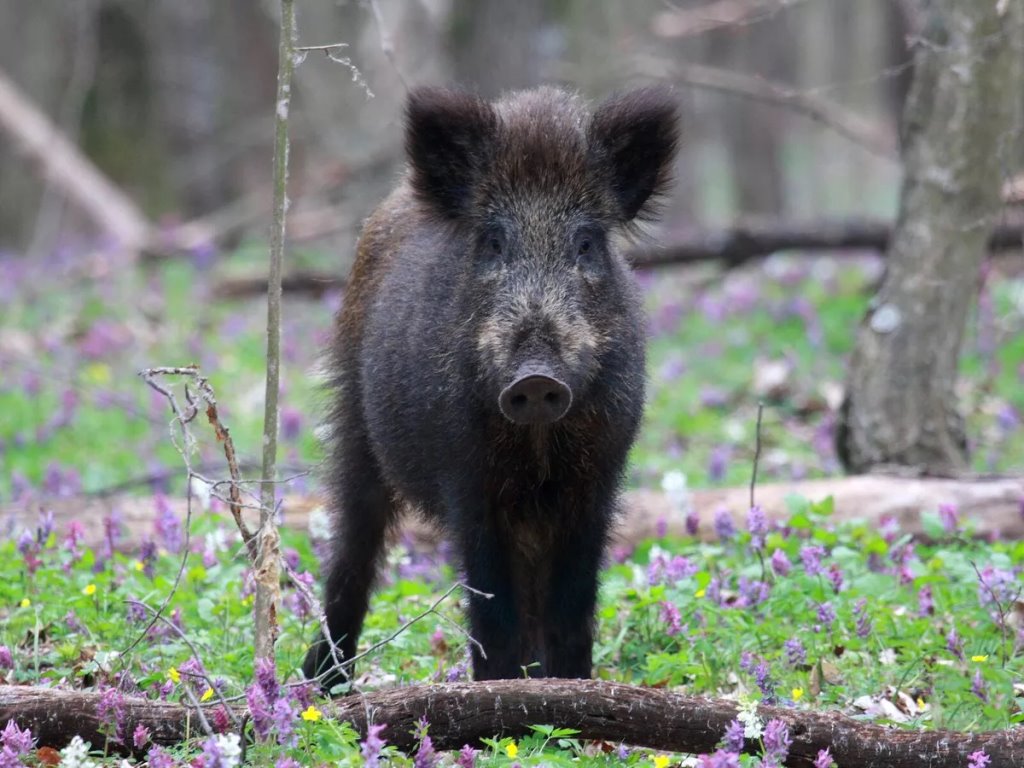 Животное, птицы