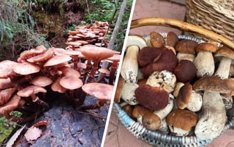 Опята – от 3 рублей, белые – от 25 рублей. Где белорусам закупиться грибами, пока в лесу «затишье»? — Фото