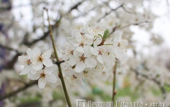 Холода отступают — погода в Гродно на выходные