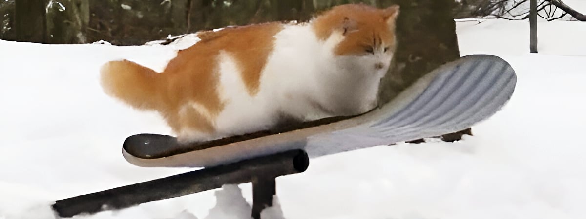 «Рыжий экстремал!» — Кот прокатился на сноуборде и собрал миллионы просмотров — Видео