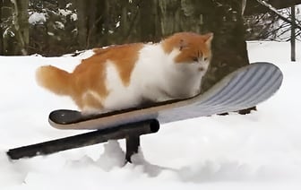 «Рыжий экстремал!» — Кот прокатился на сноуборде и собрал миллионы просмотров — Видео