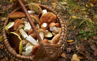 Почему грибы темнеют при готовке? Добавьте один из этих 3 продуктов, чтобы сохранить аппетитный цвет — Полезно