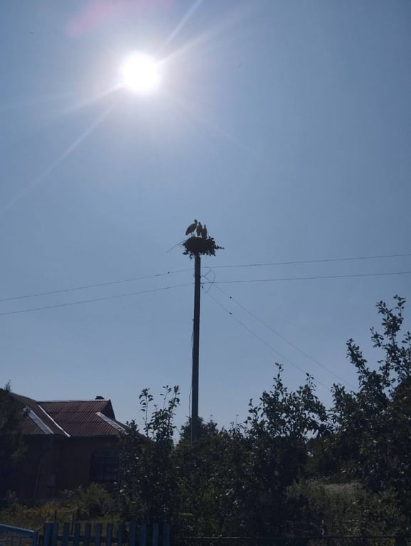 Энергетики Брестской области после бури установили специальные конструкции для лишившихся гнезд аистов