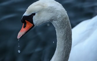 Минск сегодня полностью перевели на артезианскую воду