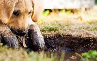 В Ганцевичском районе собака застряла в заборе: на помощь пришли спасатели