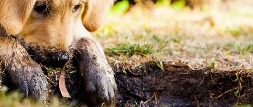 В Ганцевичском районе собака застряла в заборе: на помощь пришли спасатели