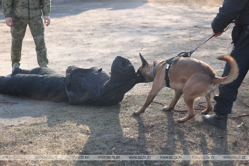 В Бресте показали, на что способны служебные собаки в милиции