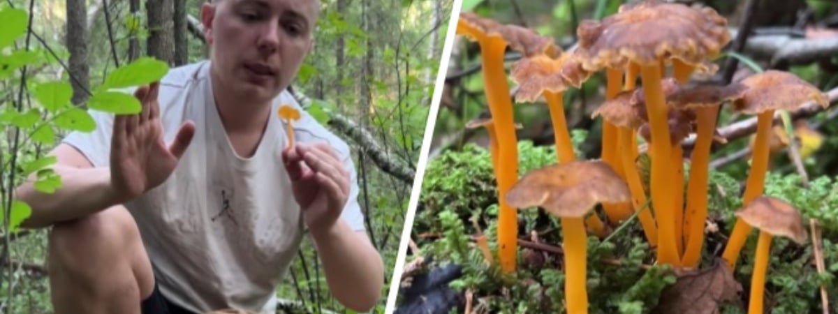 В Беларуси нашли редкий вид лисички, который по вкусу напоминает кальмара. Можно ли собирать? — Видео