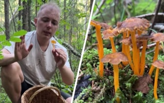 В Беларуси нашли редкий вид лисички, который по вкусу напоминает кальмара. Можно ли собирать? — Видео