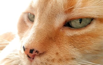 Заметили на носу у кошки такие черные корки? Вот когда нужно обратиться к ветеринару — Полезно