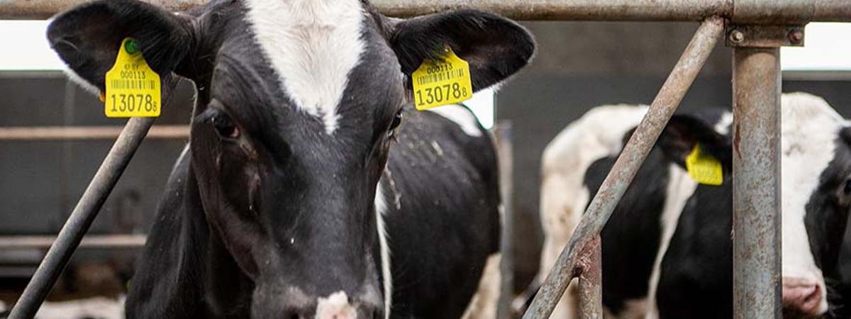 В Слонимском районе бригадир и ветврач скрыли падеж крупного рогатого скота — что было дальше