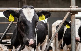 В Слонимском районе бригадир и ветврач скрыли падеж крупного рогатого скота — что было дальше