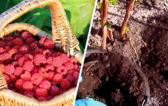 Выложите под малину тонкий слой этого домашнего средства. Будете собирать ягоды большими корзинами — Полезно