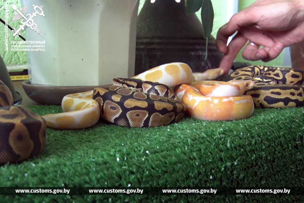Брестские таможенники обнаружили 19 королевских питонов в рейсовом автобусе из Польши