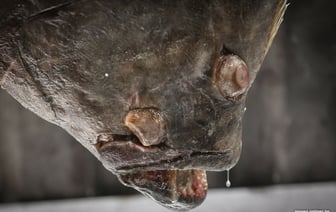 По цене нового айфона. На минский рынок привезли исландского палтуса весом 30 кг. Сколько за кило? — Фото