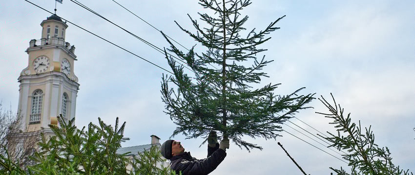 Ёлочные базары должны скоро открыться в Витебске. Узнали, какие лесхозы привезут лесных красави
