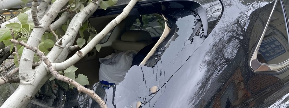 «Не обладало признаками опасности» – На авто в Гомеле упало дерево. Сколько денег отсудил хозяин?