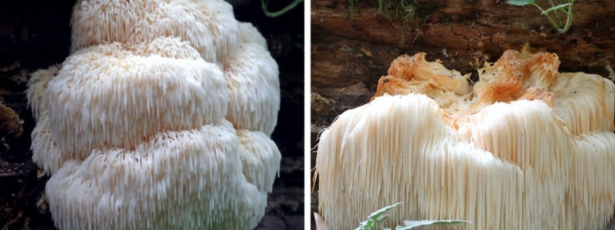 В Беларуси нашли редкий мохнатый гриб-«львиная грива». Можно ли его есть? — Полезно