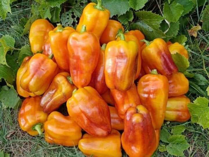 Семейное хобби: как брестчане начали помидоры с перцем коллекционировать
