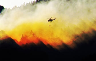 Запреты или ограничения на посещение леса введены по всей Витебской области. Узнали, где нельзя ходить в лес