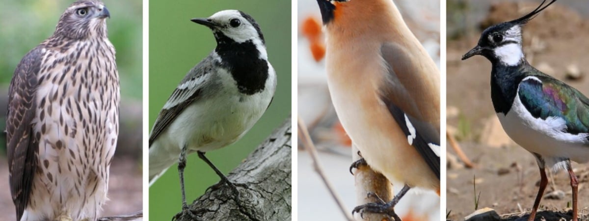 Эти белорусские названия птиц знают только самые эрудированные. Сможете определить по фото? — Тест