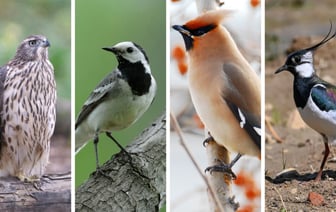 Эти белорусские названия птиц знают только самые эрудированные. Сможете определить по фото? — Тест