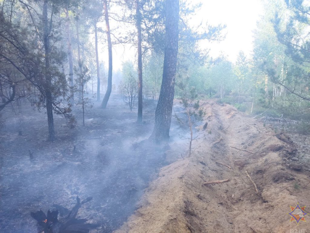 Пожар в лесном массиве на полигоне в Брестской области ликвидирован