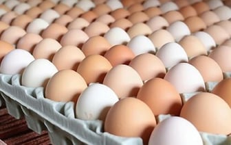 Он ел 24 яйца в день в течение месяца. Как изменился уровень холестерина?